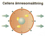 Cellens ämnesomsättning