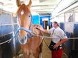 Mag Laser Horse