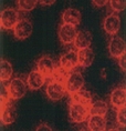 Red blood cells 1