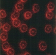 Red blood cells 2
